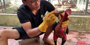cách om gà chọi