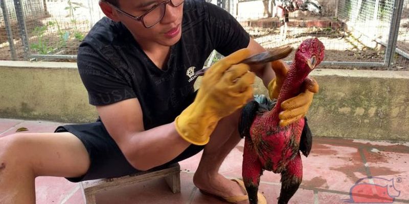 cách om gà chọi