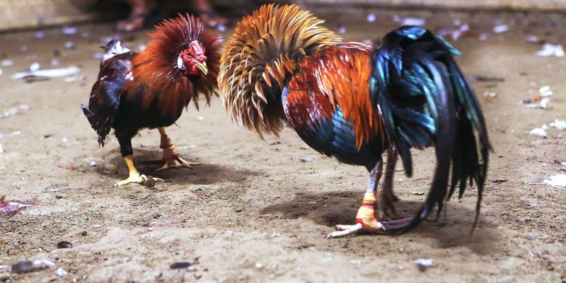 Cấu trúc đá gà cựa chuyên nghiệp