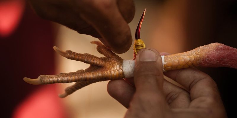 Đá gà cựa sắt được yêu thích nhất