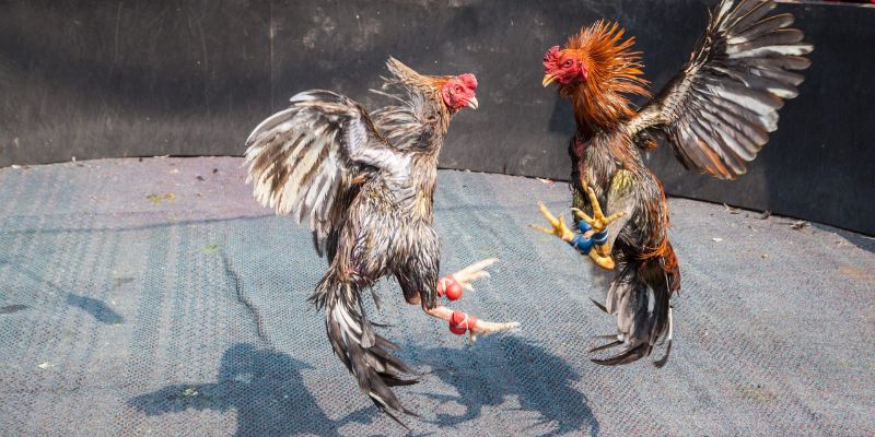Lý do khiến đá gà cựa được ưa chuộng