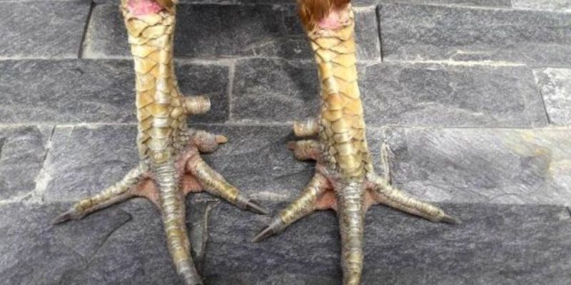 Tìm hiểu cách xem vảy gà chọi