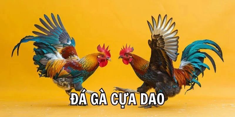 Tìm hiểu đặc điểm chi tiết của đá gà cựa dao 